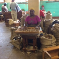 Workers Hand Grade Nutmeg (Remove Residual Defectives) and Run through Metal Graders (for size)