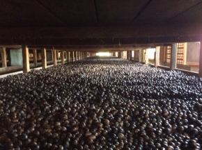 Nutmeg Air Dried in Shells (6-8 weeks