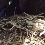 Raw suger cane