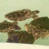 Baby Hawksbill turtles in Bequia