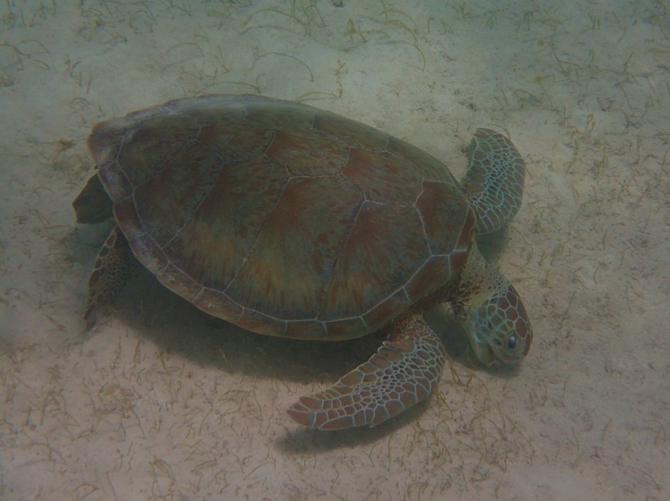 Green Turtle, Baradol Island, Tobago Cays Marine Park