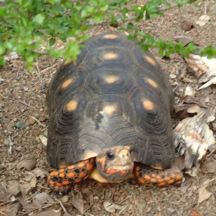Tortoise, were plentiful and freely roamed Baradal Island, Tobago Cays