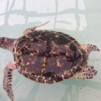 Baby Hawksbill Turtle at the Old Hegg Turtle Sanctuary in Bequia