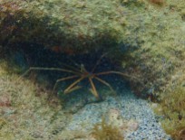 Sea Spider, Underwater Sculpture Park, Molinere Bay, Grenada