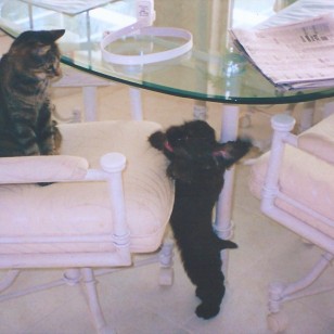Puppy Patton playing with a cat