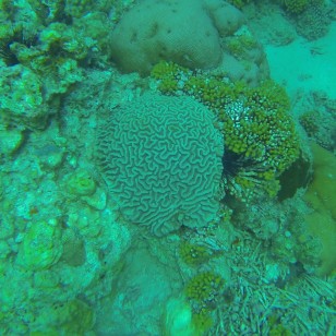 Brain coral, St. Lucia