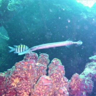 Needle nose fish- Lesleen M Wreck in St. Lucia (Jan. 2018))