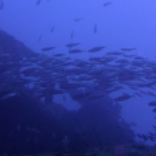 Lesleen M Wreck in St. Lucia (Jan. 2018)