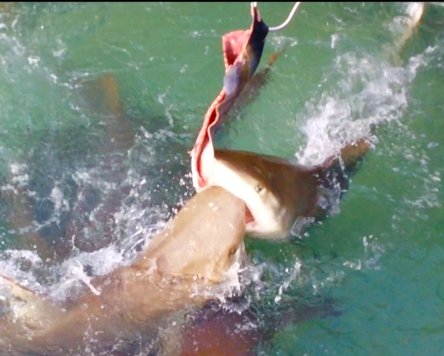 Sharks feeding on Tuna at Flying Fish Marina, Long Island, Bahamas